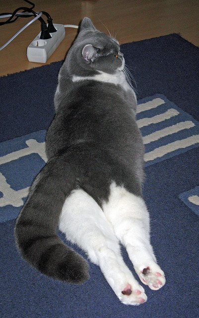 橙衣风暴席卷雷恩!富安健洋闪电出鞘,比赛悬念半小时告终