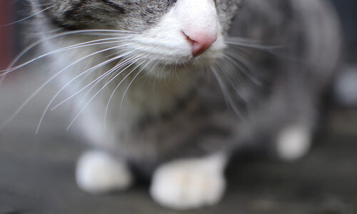 西甲国家德比之夜,班凯罗节奏完全掌控下的绿茵交响乐