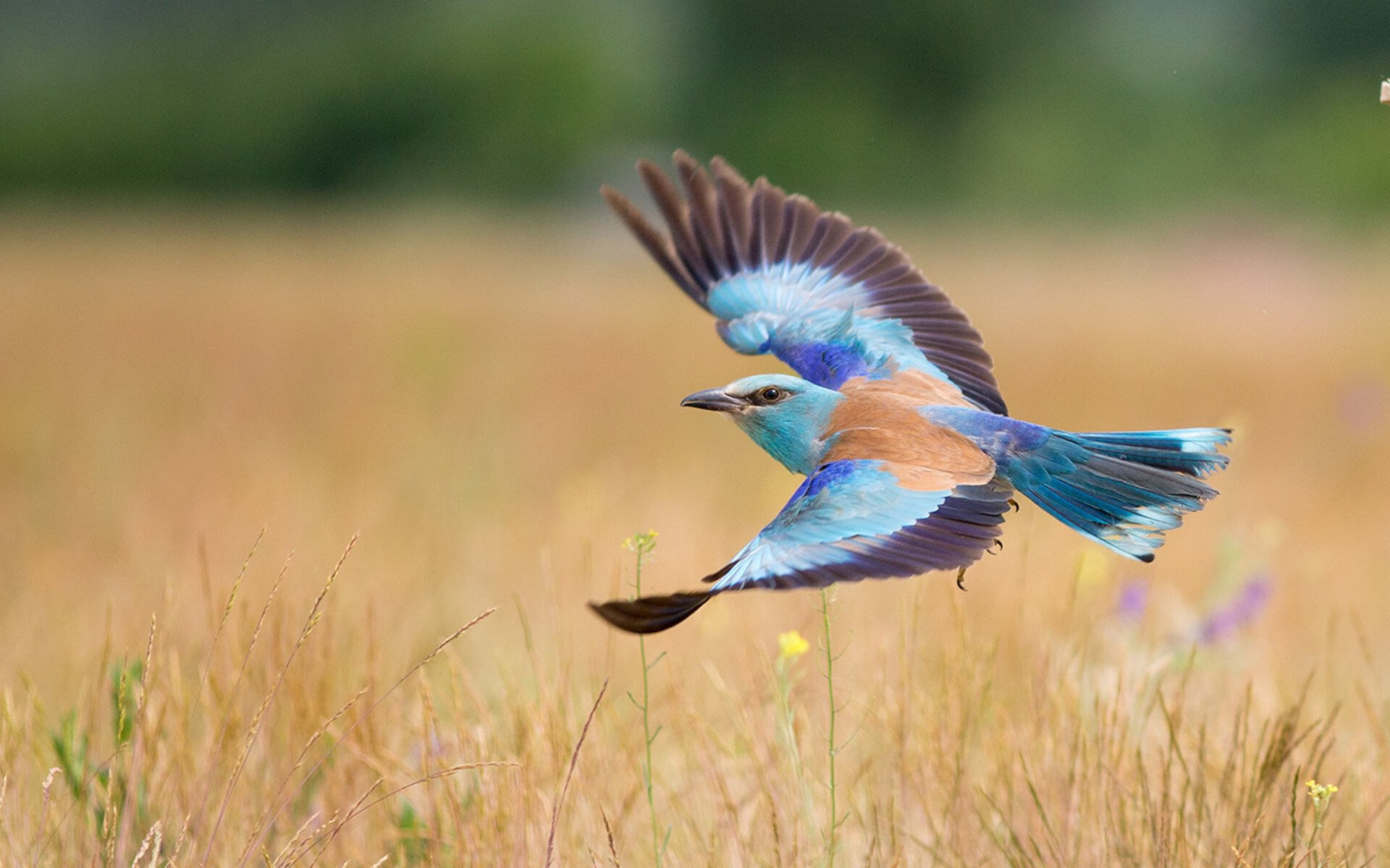 棋盘与沙场,楚阿梅尼的西决生死棋局