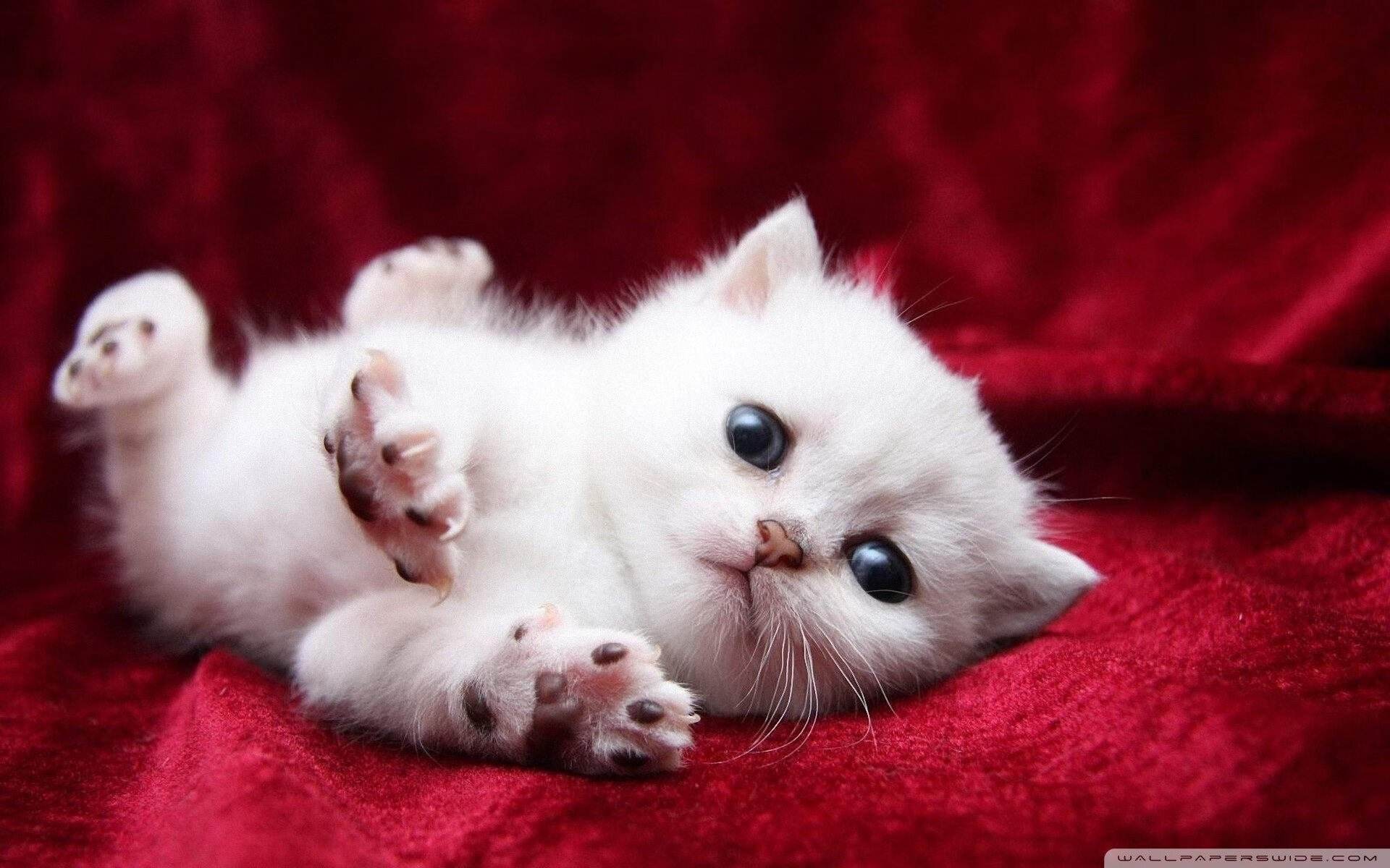 开云体育平台APP-改写历史之夜，广厦队以一场不可能的胜利掀翻雄鹿，武切维奇化身撕裂防线的关键先生