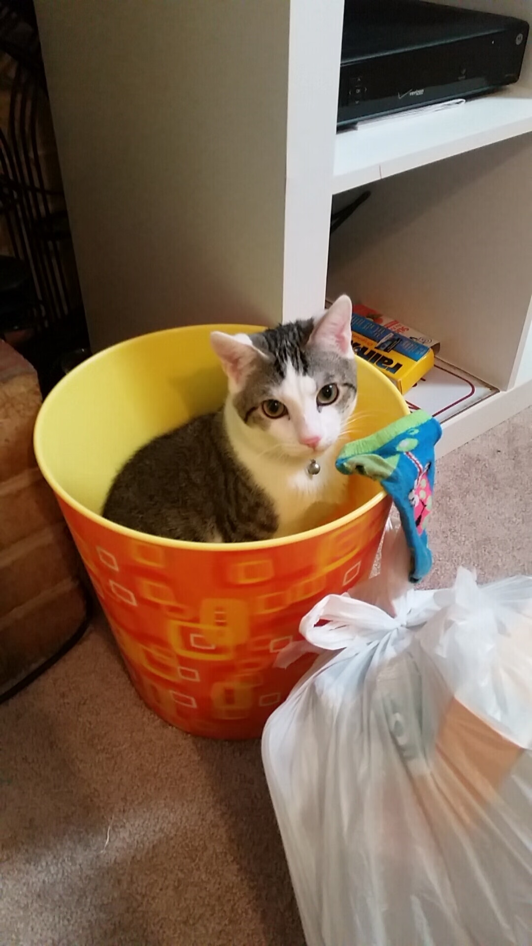 绿茵烽火与绿衫洪流,当拜仁多特屏息决胜时,凯尔特人正冲垮密尔沃基的铜墙铁壁