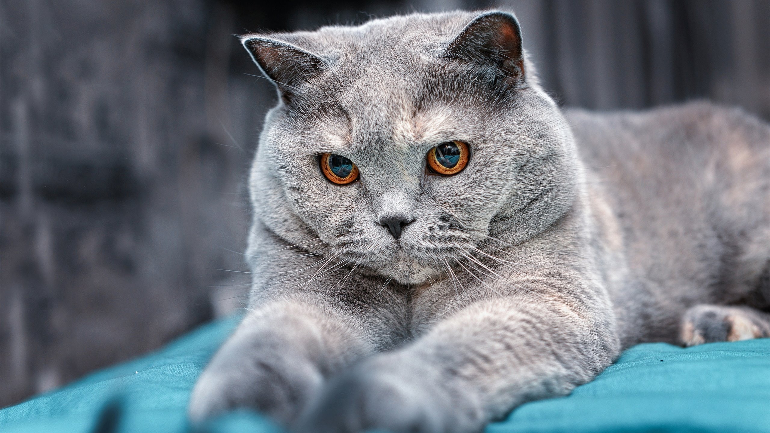 开云sport-风暴眼中的玫瑰，恩佐在里昂铁壁前绽放的沉静美学