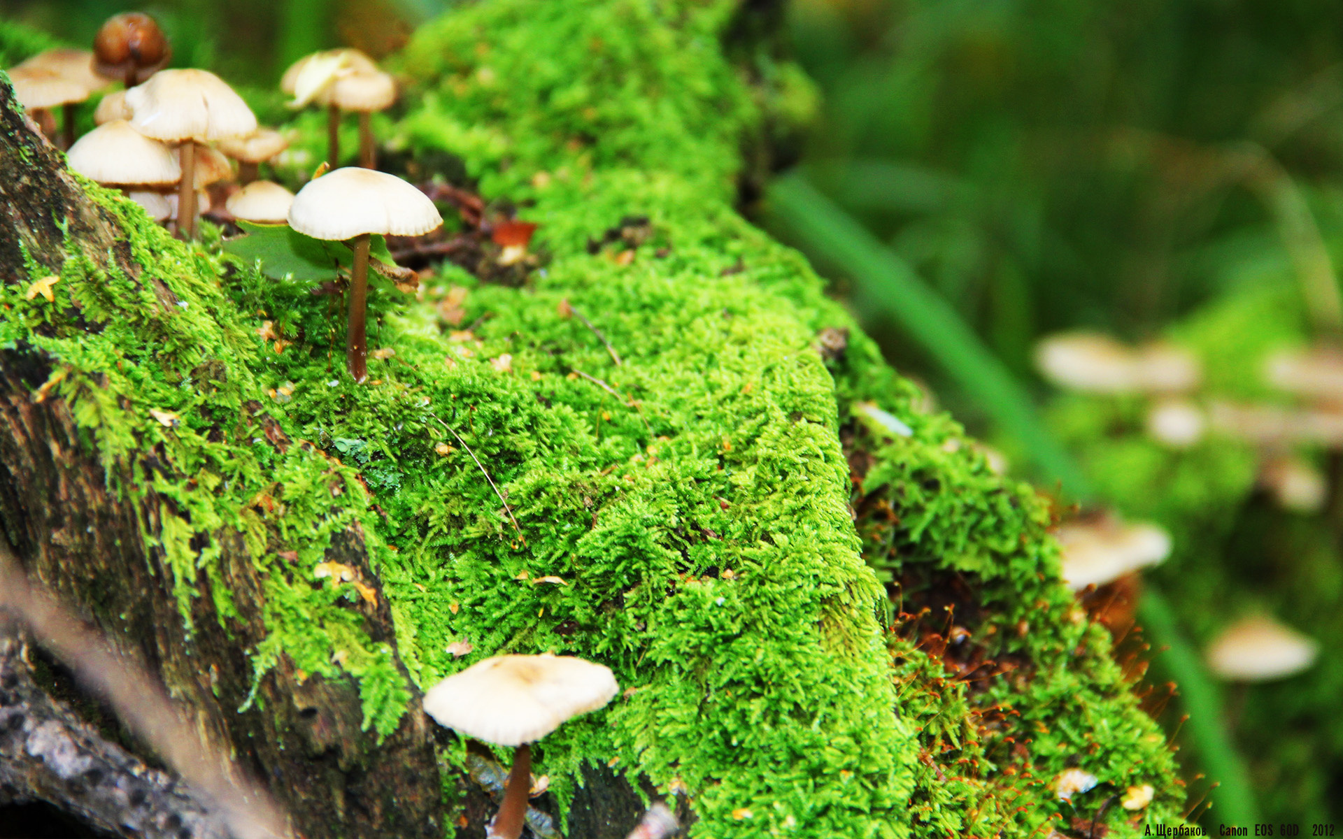 开云体育-岭南虎啸与巴尔干烽火，篮球世界的双重奏