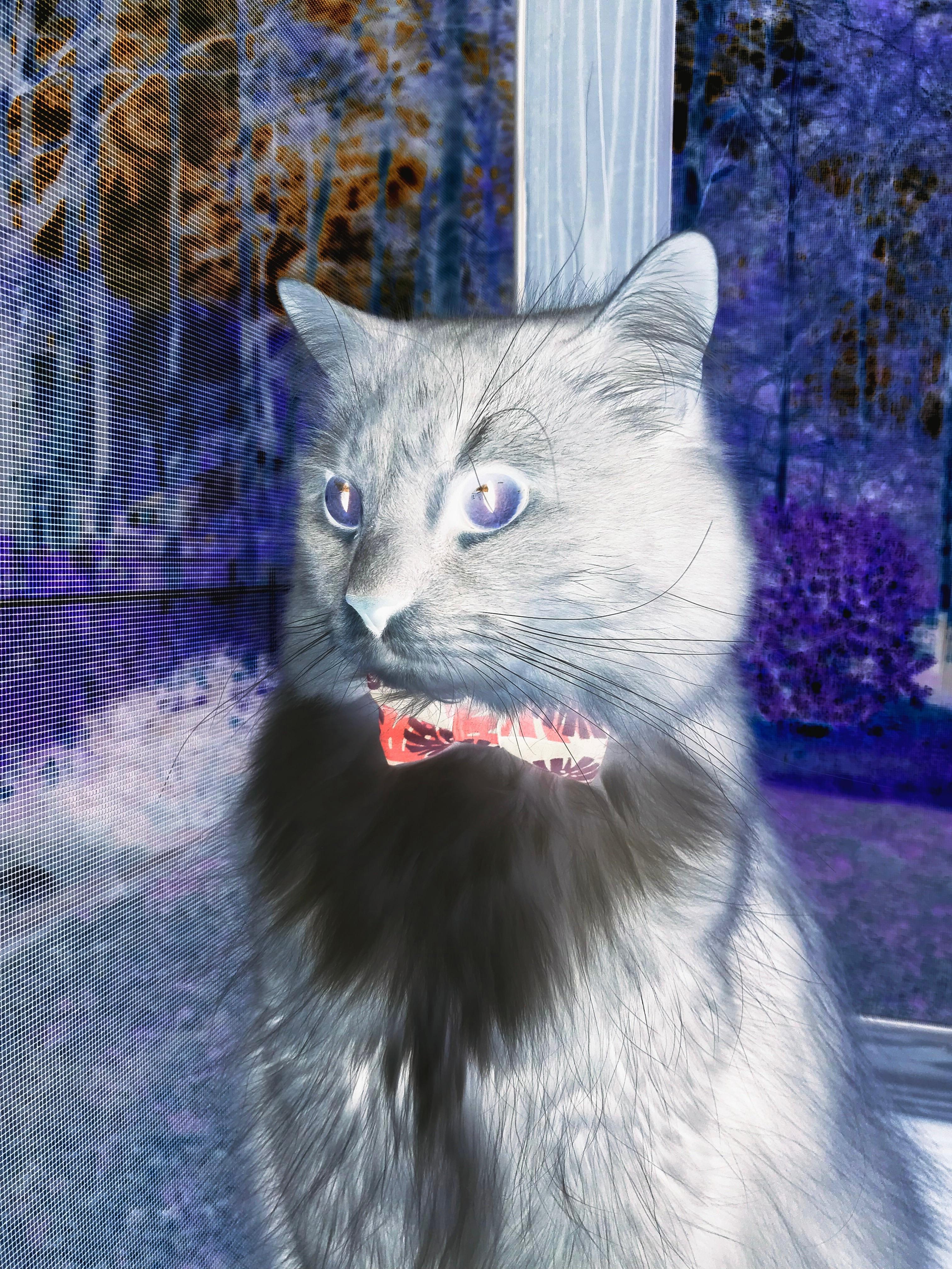 开云体育中国-当马克西在F1街道赛接管比赛，火箭于篮球场稳稳升空