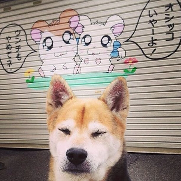 塔图姆轰47分撕裂上海防线!开拓者第三节暴走终结悬念