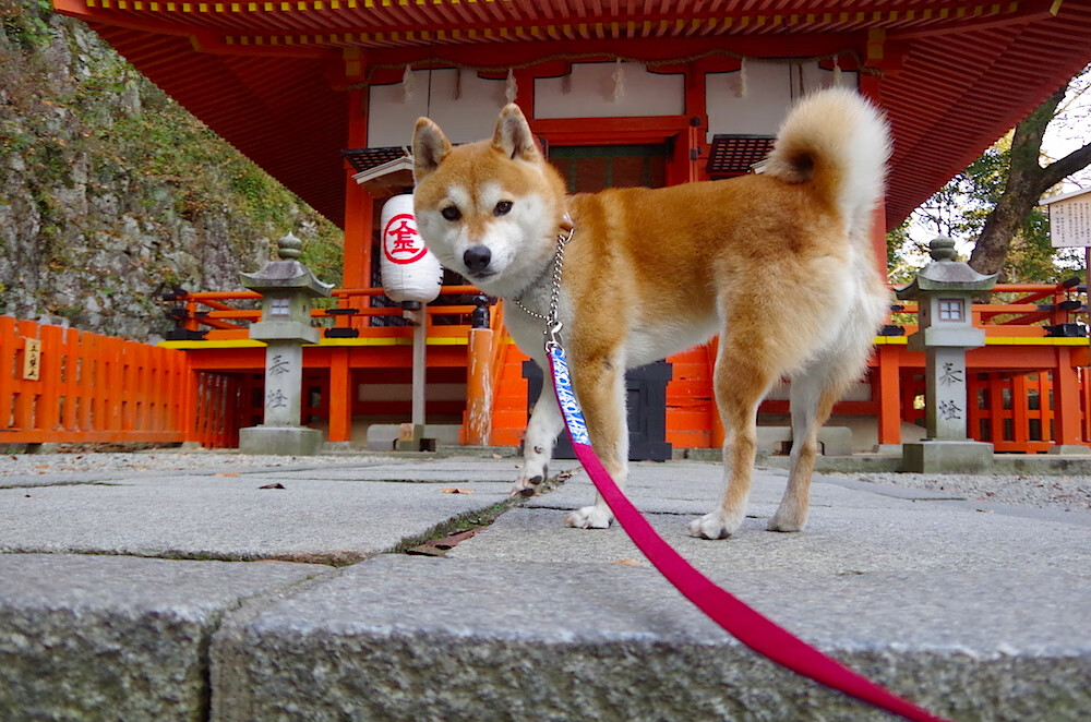 南美神锋与德甲巨人的跨洋交响,苏亚雷斯冠军级表现点燃多特蒙德墨西哥版图