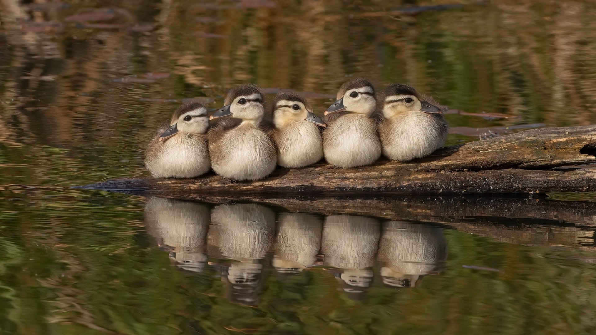 诺坎普之围,当苏亚雷斯的铁腕压制击碎西班牙足球的灵魂图腾—记曼城如何以工业革命式的足球掀翻伊比利亚王座