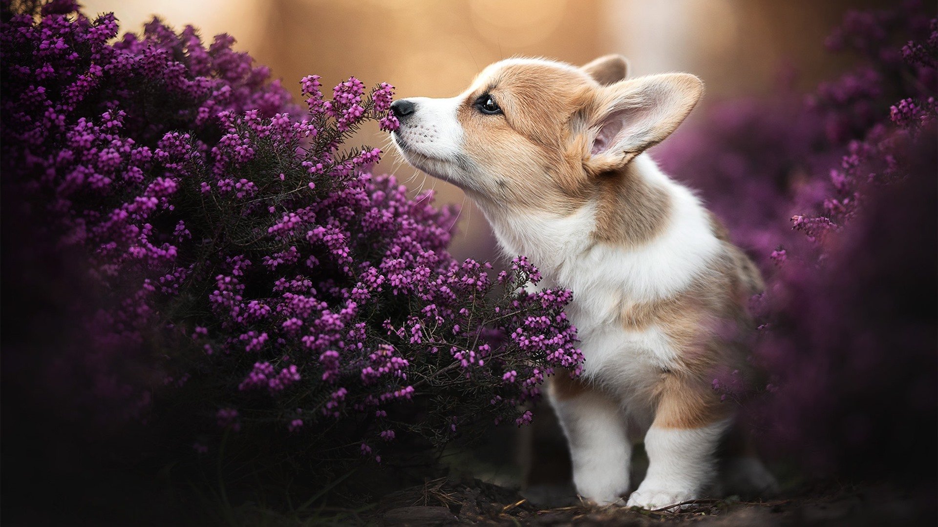 两年后的审判，被76人锁死的快船，在乔治寒冷枪火下冻结