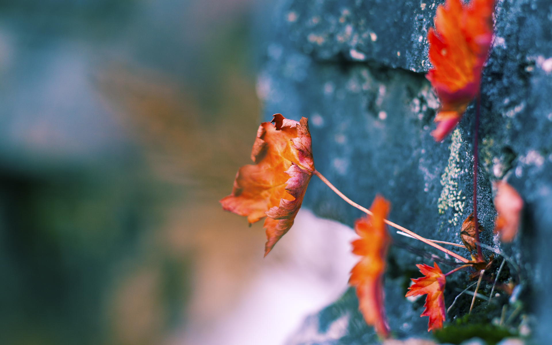 跨越太平洋的一锤定音，当哈利伯顿遇上深圳奇迹