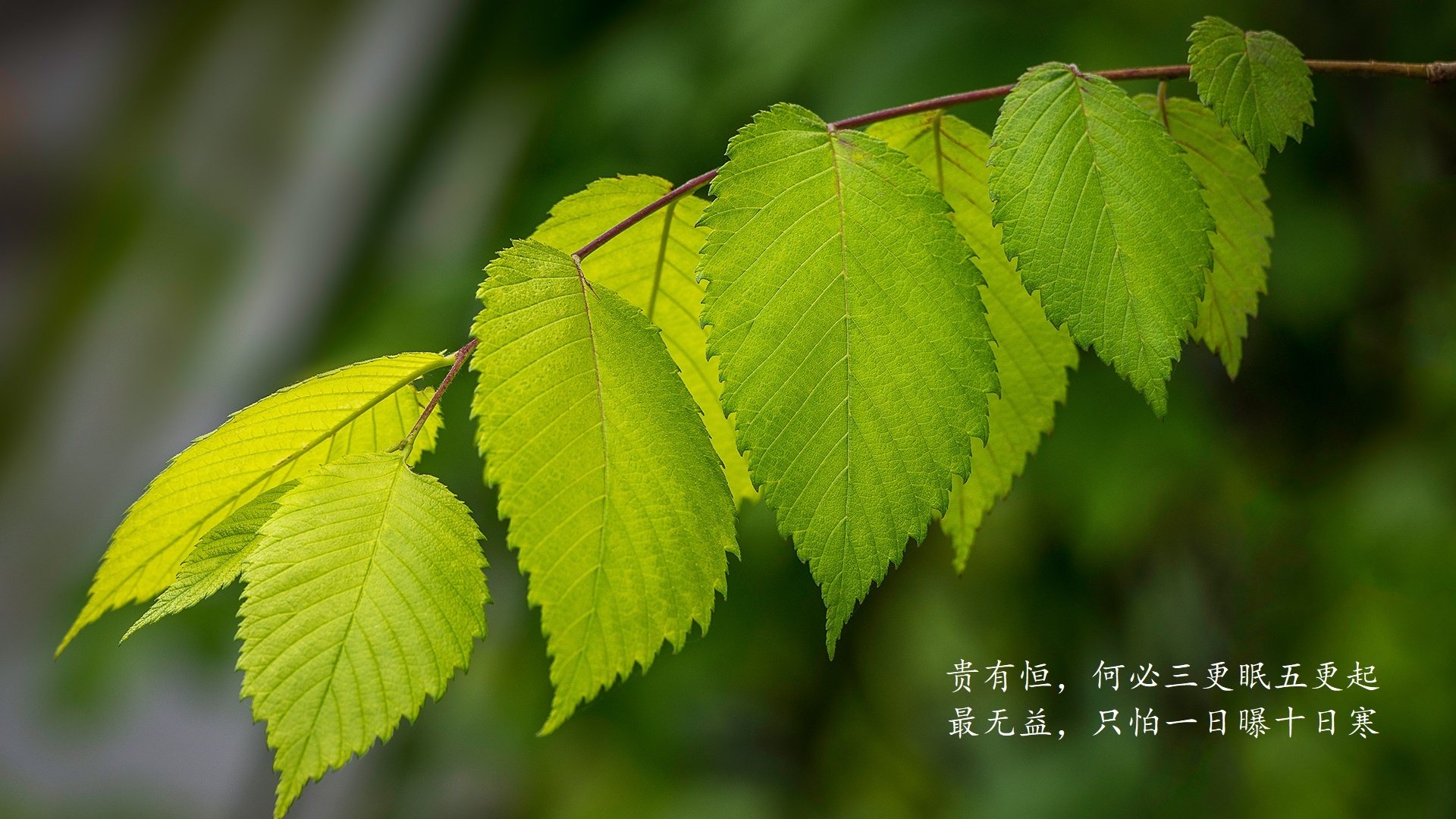 铁骑踏破永恒之城,楚阿梅尼一锤定音,阿森纳用胜利宣告新时代